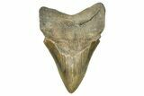Serrated, Fossil Megalodon Tooth - North Carolina #370210-1